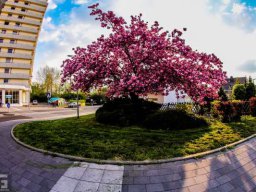 Frühling