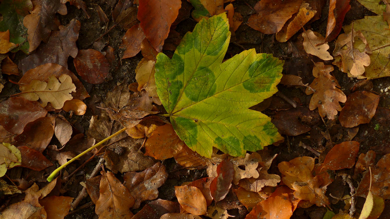 2019 11 herbst 14
